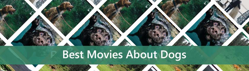 Best Movies About Dogs